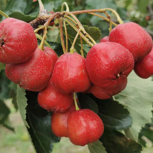 山楂果甜生吃鲜果大五棱山楂水果现摘野生甜山楂