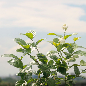 宝珠茉莉盆栽植物