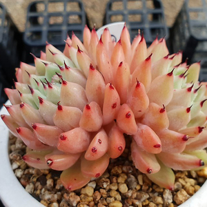 新款多肉植物头始绿爪 群多生原办公室阳台绿植园艺花卉稀有多.