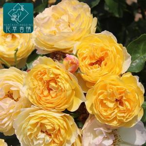 黄金城堡月季花苗藤灌抗病浓香丰花阳台庭院花卉植物盆栽四季开花