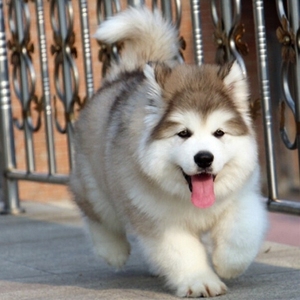 熊版阿拉斯加幼犬纯种灰桃红棕色巨型雪橇犬大型犬宠物狗活体幼崽