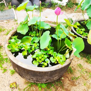 黑土陶无a釉鱼缸盆睡莲客厅大型水缸造景荷花缸老北京非陶瓷