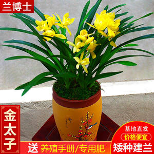 四季兰花苗【金太子】矮种建兰浓香室内盆栽四季花卉绿植客厅兰草