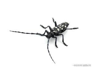 正版r-m仿真动物模型玩具小景装饰e虫子昆虫系列冰箱贴 水牛 天牛