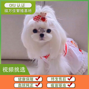 马尔济斯犬幼犬小型