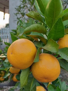 湖北宜昌枝江百里洲岛上蜜桔橘子自家现摘现发新鲜水果10斤