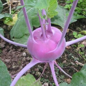 紫苤兰种籽青苤蓝种子四季阳台大棚高产脆嫩水果紫苤蓝芥兰蔬菜孑