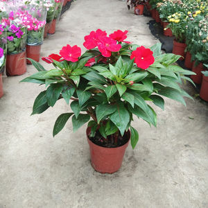 新品非洲七彩盆栽植物阳台庭院指甲花卉绿植盆景带花苞凤仙花红色