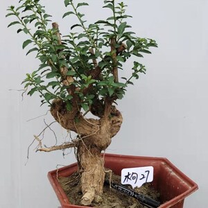 枸杞盆景盆栽花卉老桩树桩多肉假山苔藓绿植造型野生庭院阳台植物