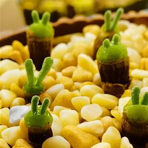 肉肉植物 多肉 碧光环 小兔子 老桩i 多肉植物绿植盆栽 超萌