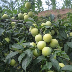 5颗红香妃李子树苗 新品种李子嫁接苗 香甜爽口 红肉李香李果树苗