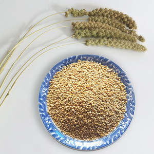 谷子稷子带壳小米250克常用五谷杂粮带皮黄小米