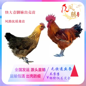 正宗快大青脚麻红毛公鸡九斤红活体出壳鸡苗快大型肉鸡苗清远麻鸡