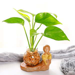 小型含水培植物