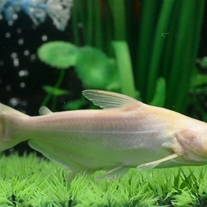 凶猛鲨鱼白化鲨高鳍斧虎头鲨淡水大白鲨蓝鲨球鲨观赏鱼包活2人付款19