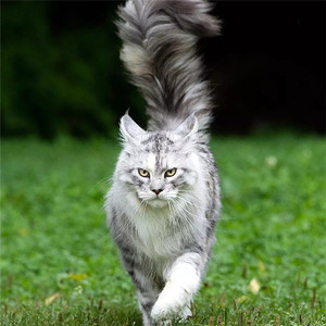 俄罗斯猫纯种幼猫