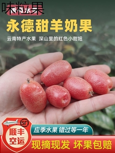 云南临沧新鲜羊奶果孕妇水果酸甜牛奶果现摘现发胡颓子果整箱2斤