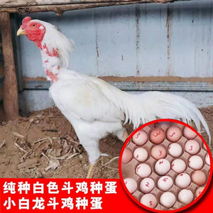 纯种白色斗鸡种蛋小白龙蛋种蛋受精可孵化越南斗蛋斗鸡活苗小鸡