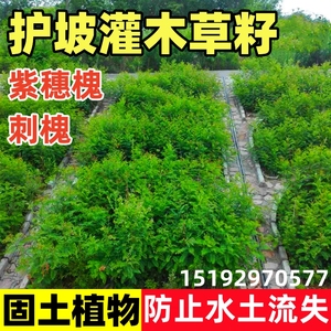 护坡固土植物灌木草籽紫穗槐种子刺槐树绿化斜山边坡高速公路草籽