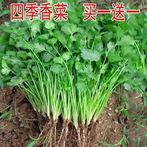 四季大小叶香菜种子蔬菜籽种孑耐寒耐热香葱奶油小白菜生菜香椿籽