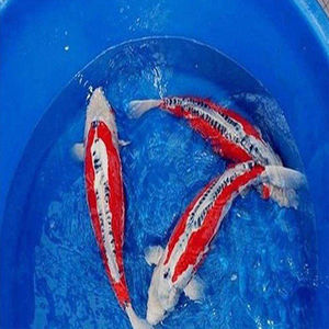 锦鲤活体德系红秋翠锦鲤鱼丹顶冷水纯种精品邱翠三色w三道鳞观赏