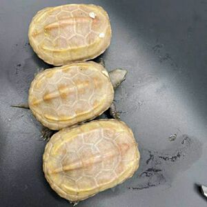 白玉乌龟活物观赏宠物龟纯种白化中华草龟招财金线草龟长寿变异龟