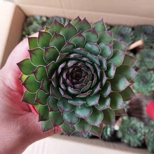 新品音长生草多肉植物p盆栽观音莲属室货萌肉肉铁观音贵内肉肉盆