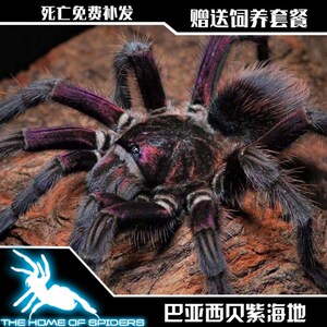新品希贝紫海地咖啡食p鸟蛛4厘米属p蜘蛛物ho宠新品非蓝紫海地