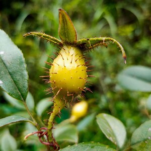 新深山野生金樱子刺梨头鲜金英子泡酒药材糖罐农家采摘山石榴果包