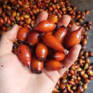 金樱子野生新鲜现摘