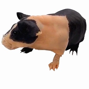 新品猪荷兰猪迷你小河马河豚迷你河马亲人无毛小s鼠马活体宠物活