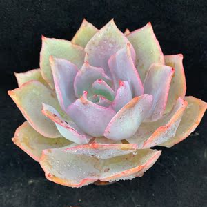 雨果多肉园艺个体店紫霞仙子多肉 带盆带土 小店买任意三颗包