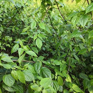 神仙豆腐树苗豆腐柴