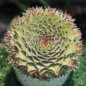 多肉植物长生草红钻爆盆精品大颗肉肉花卉绿植q盆栽带盆栽好观音