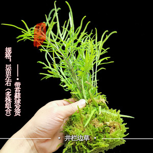 000人付款淘宝井栏边草 很好看的盆景盆栽tb323145446241.