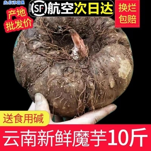 云南新鲜生魔芋现挖农家自种10斤豆腐原料农产品白魔芋新鲜魔芋