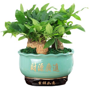 水养发财树招财大