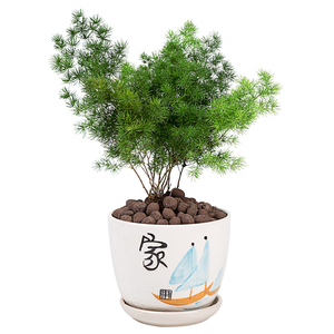 生肖猴蓬莱松g盆栽客厅猴年室内植物盆景耐寒绿植苗四季常青金钱