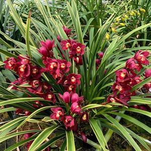 金边红袍叶艺大花蕙兰品种兰花带原盆带原土蕙兰盆栽大叶名贵