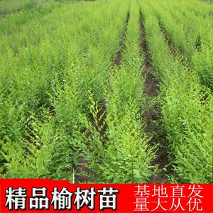 庭院树苗榆钱树苗榆树苗可以吃的榆钱树风景树盆景素材地栽榆钱树