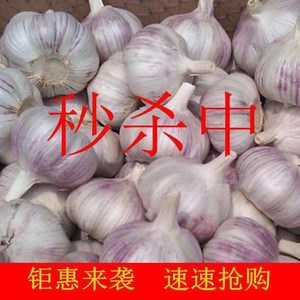 【超低价】23年新干蒜农家2斤干蒜大蒜头河南紫白皮大蒜种子3斤5