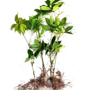 九月黄树苗牛卵坨野香蕉麻藤拿藤包八月瓜野果苗爬藤大苗