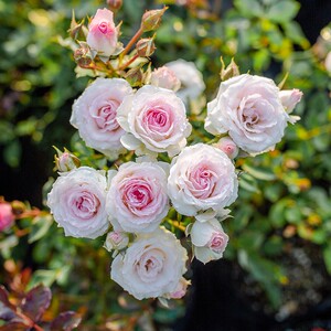 x州枝殷庭院阳台四季开花灌f小伊绿植花卉藤本月季盆