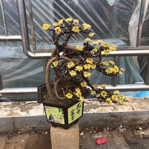 园艺结香花苗庭院种植吉祥爱情树结香花盆景造型梦里花树盆栽耐
