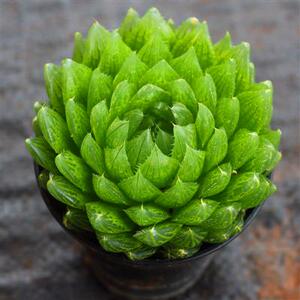 新款客厅防辐射大棵樱水r晶玉露多肉植物白银寿十二卷多肉绿植花