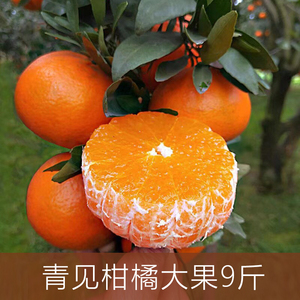 青见柑橘新鲜新鲜水果当季果冻橙子橘子桔子大果9斤