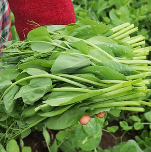 四川特产豌豆尖当季新鲜蔬菜豌豆苗4斤叶菜时令农家豆苗