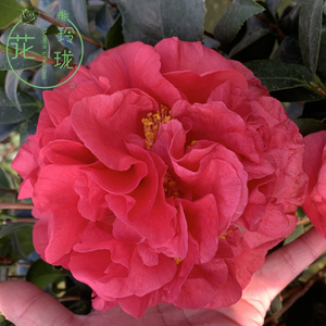 茶花克瑞墨大牡丹大红