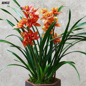 名贵兰花【满堂红】蕙兰大花苞盆栽植物室内花卉绿植兰草兰花苗