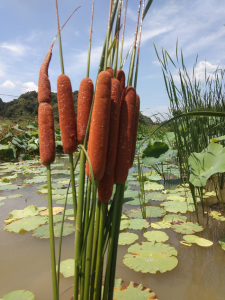 800人付款淘宝蒲黄中药材500g野生蒲黄特级超细粉香蒲蒲草蒲厘棒花粉